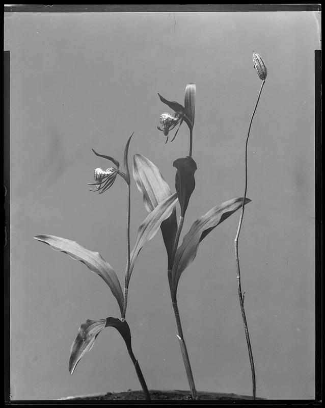 Cypripedium arietinum