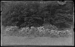 Rhododendrons