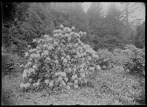 Rhododendron hyb.