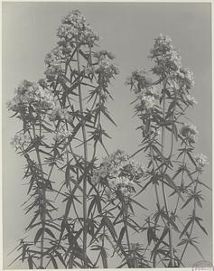 186. Pycnanthemum virginianum, lance-leaved mountain mint