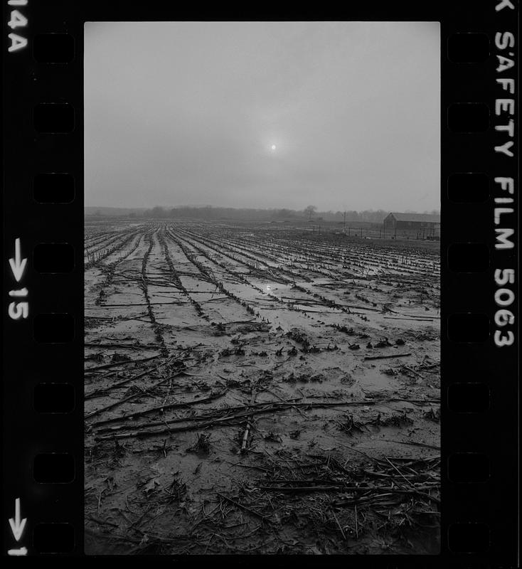 Muddy cornfield Rowley