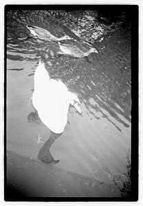 Swan