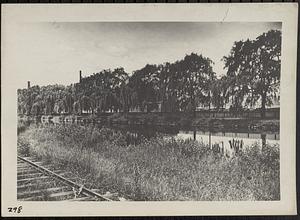 Willow trees below Mosher Street