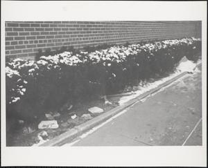 Litter among hedges