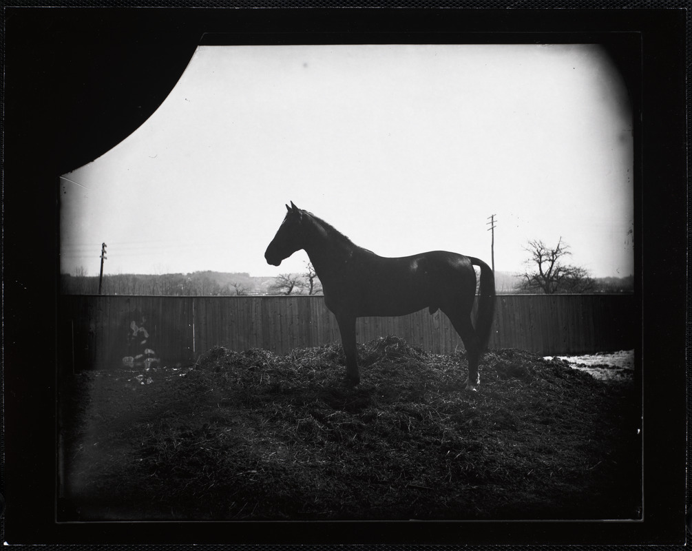Horse standing in a yard