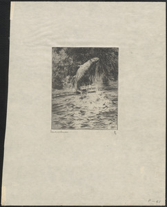 Leaping salmon