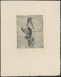 Perching pelican