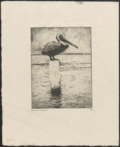 Brown pelican