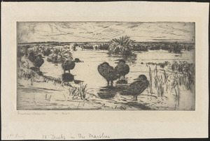 Ducks in the marshes