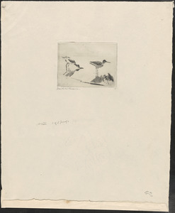 Pair of Yellowlegs