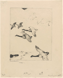Migrating geese