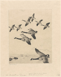 Migrating geese