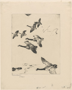 Migrating geese