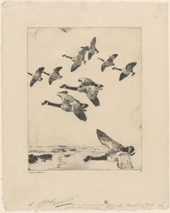 Migrating geese