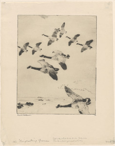 Migrating geese