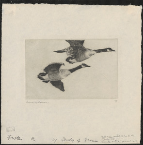 Study of geese