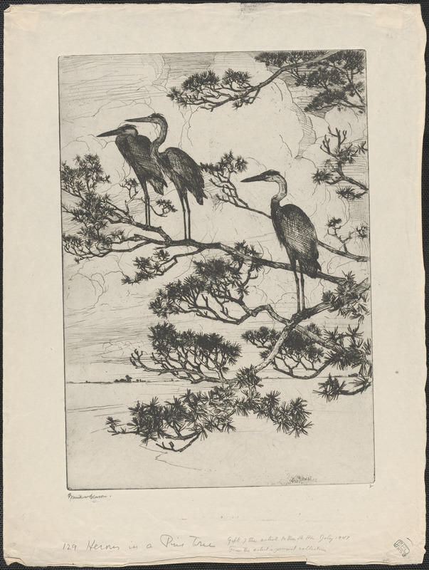 Herons in a pine tree