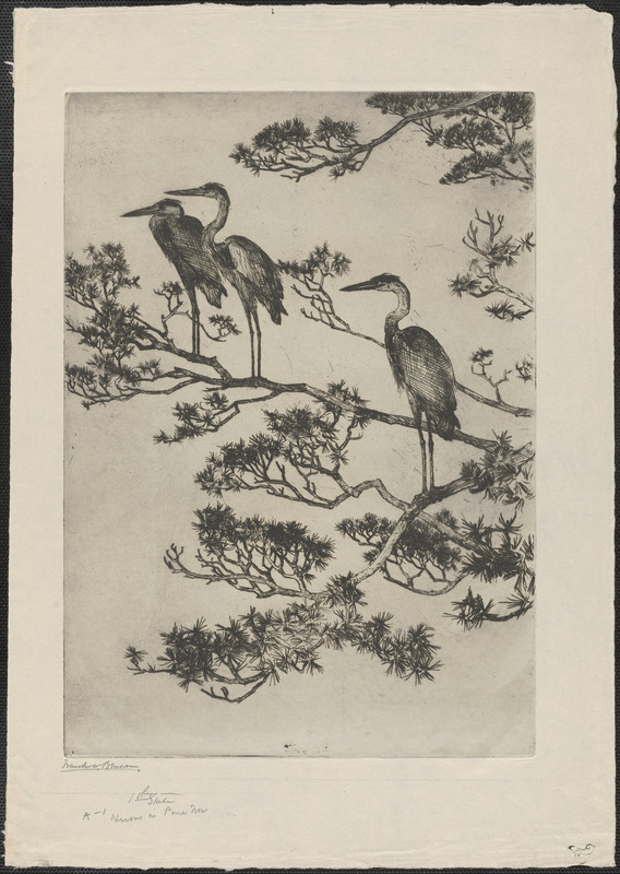 Herons in a pine tree