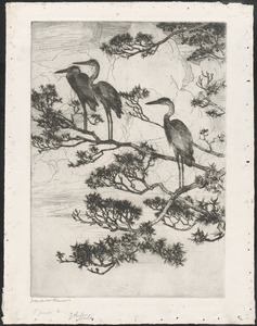 Herons in a pine tree