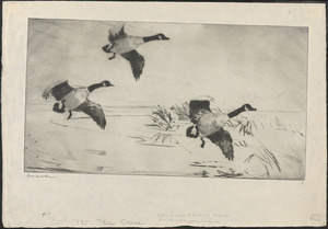 Three geese