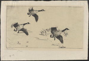 Three geese