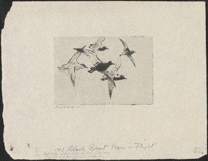 Black breast plover in flight