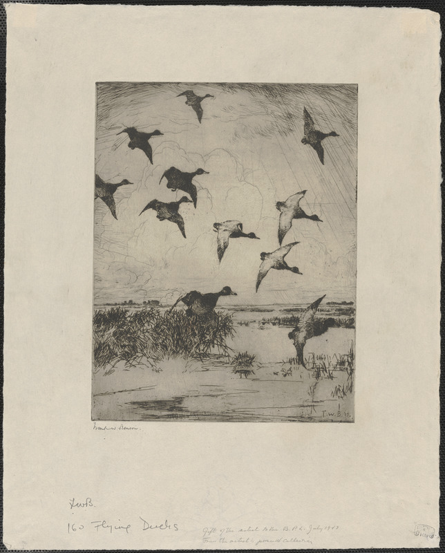 Flying ducks