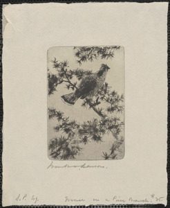 Grouse on a pine bough