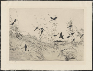 Blackbirds and rushes