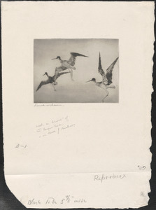 Three yellowlegs