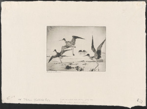 Three yellowlegs