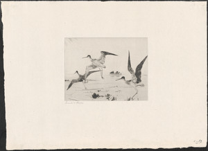 Three yellowlegs