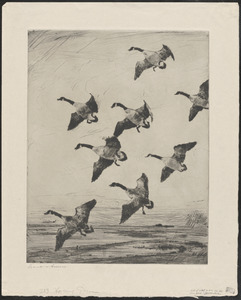 Hovering geese