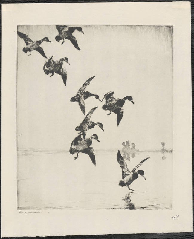 Mallards at evening