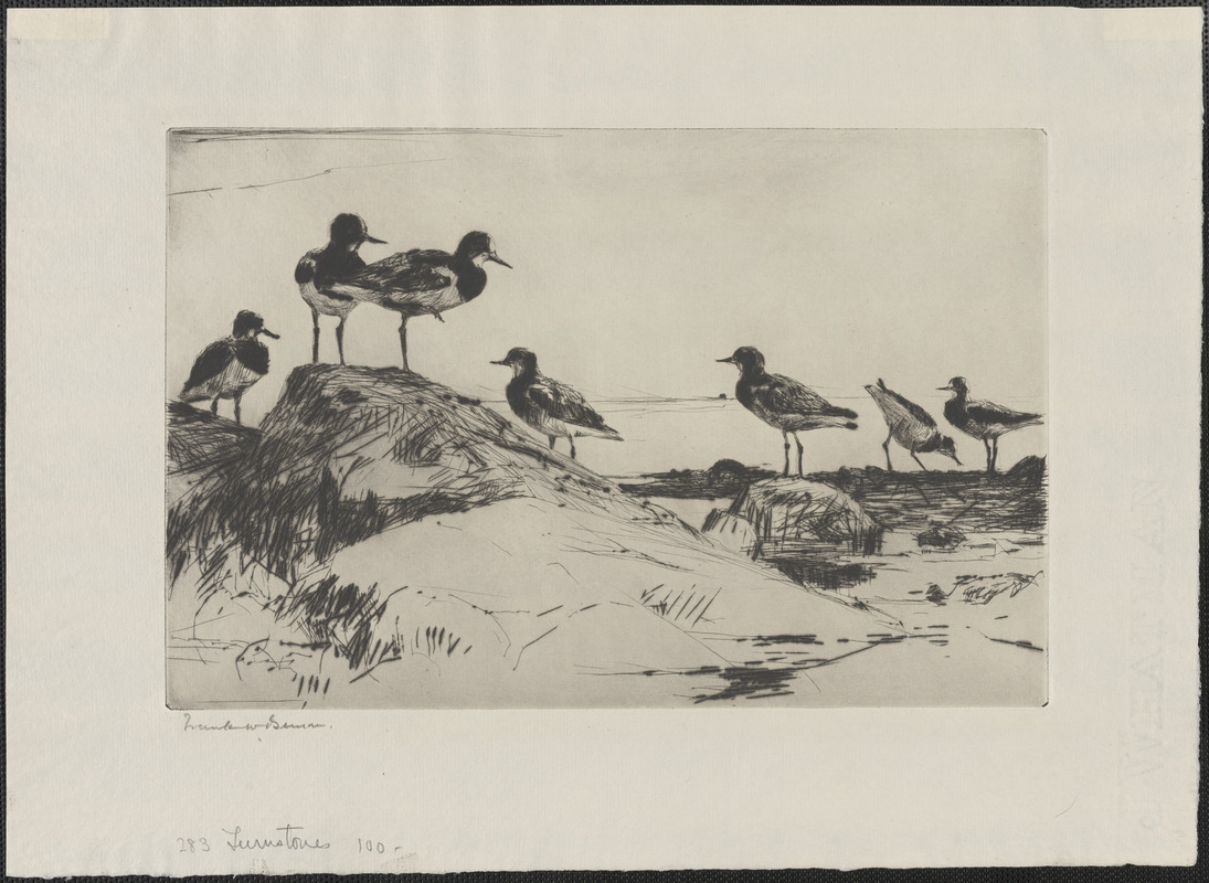 Turnstones