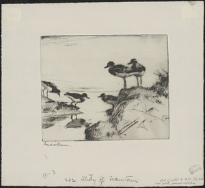 Study of turnstones