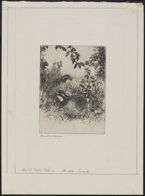 Quail