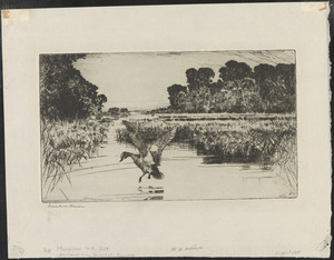 Marshland with duck