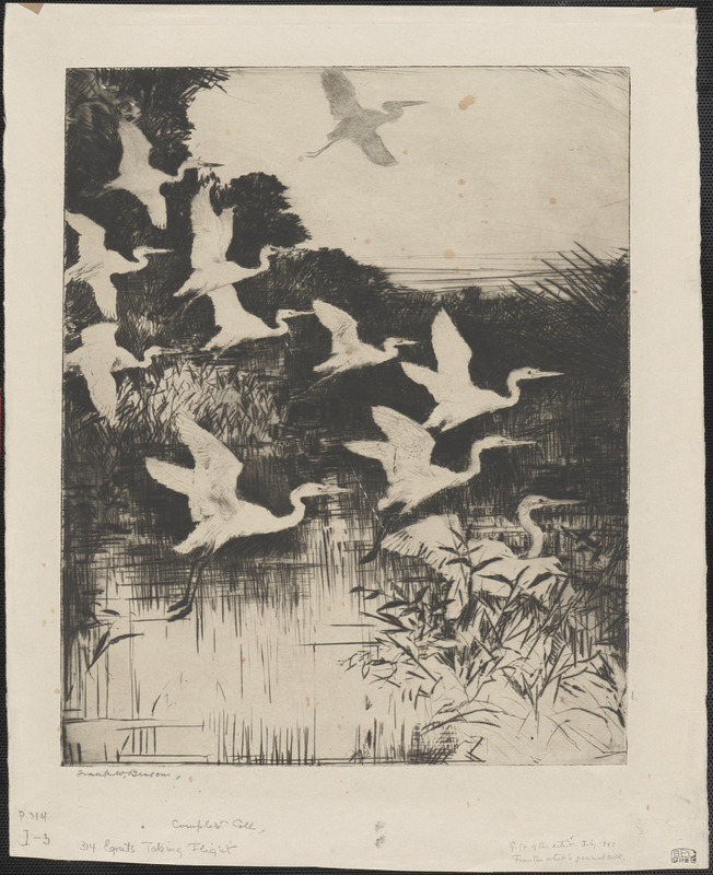 Egrets taking flight