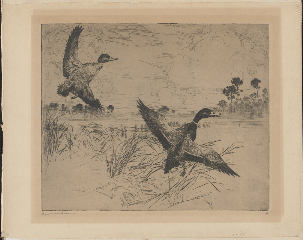 Mallards no. 2