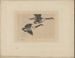 Study of geese