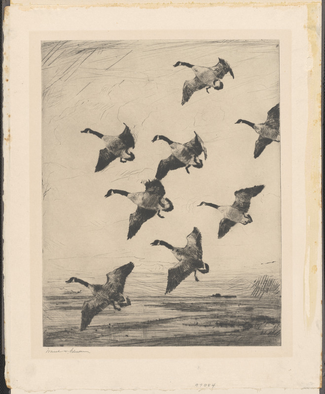 Hovering geese