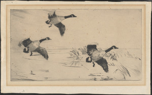 Three geese