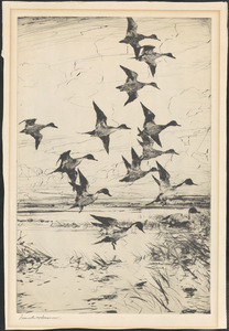 Pintails passing