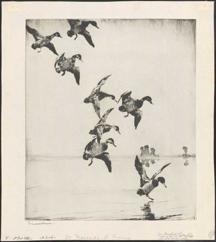 Mallards at evening
