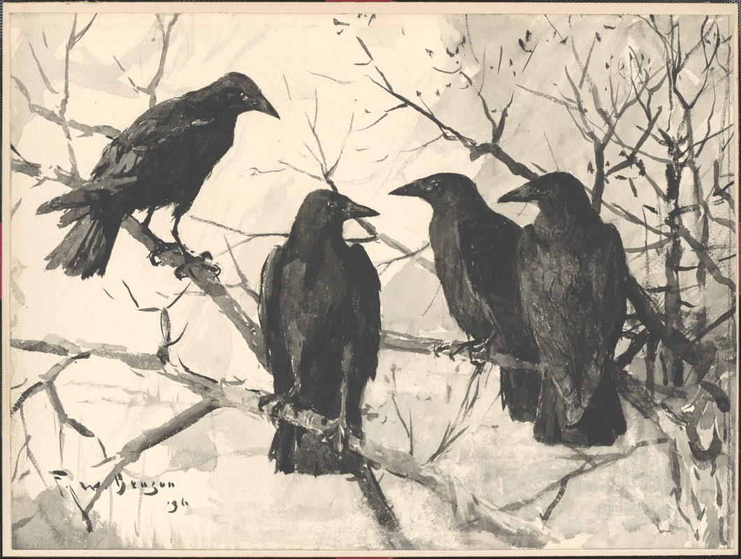 Crows