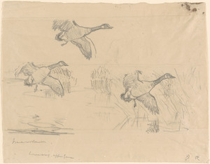Three geese