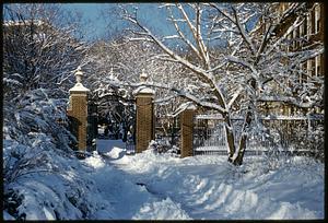 Path in snow, Harvard University