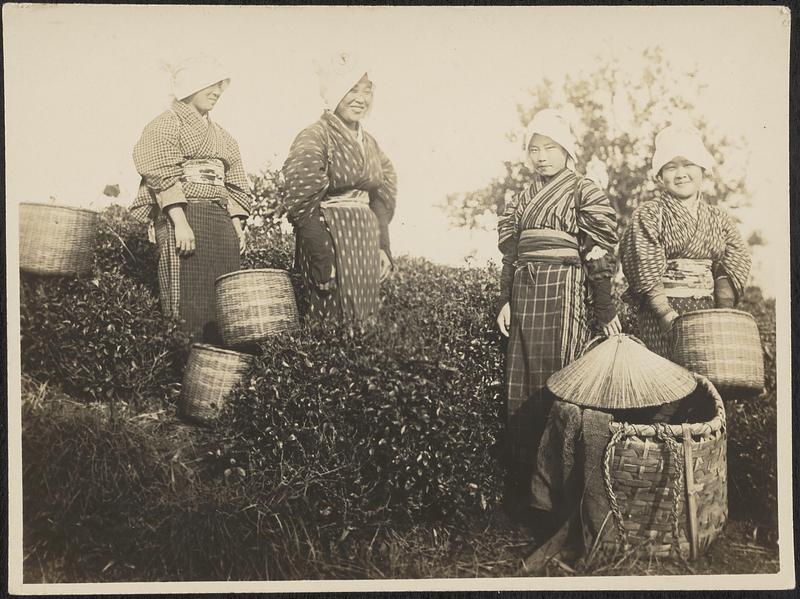 Tea pickers at Shizouka plantation