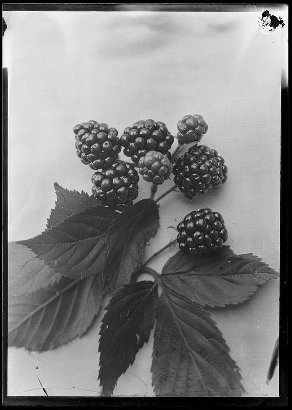 Blackberries Digital Commonwealth